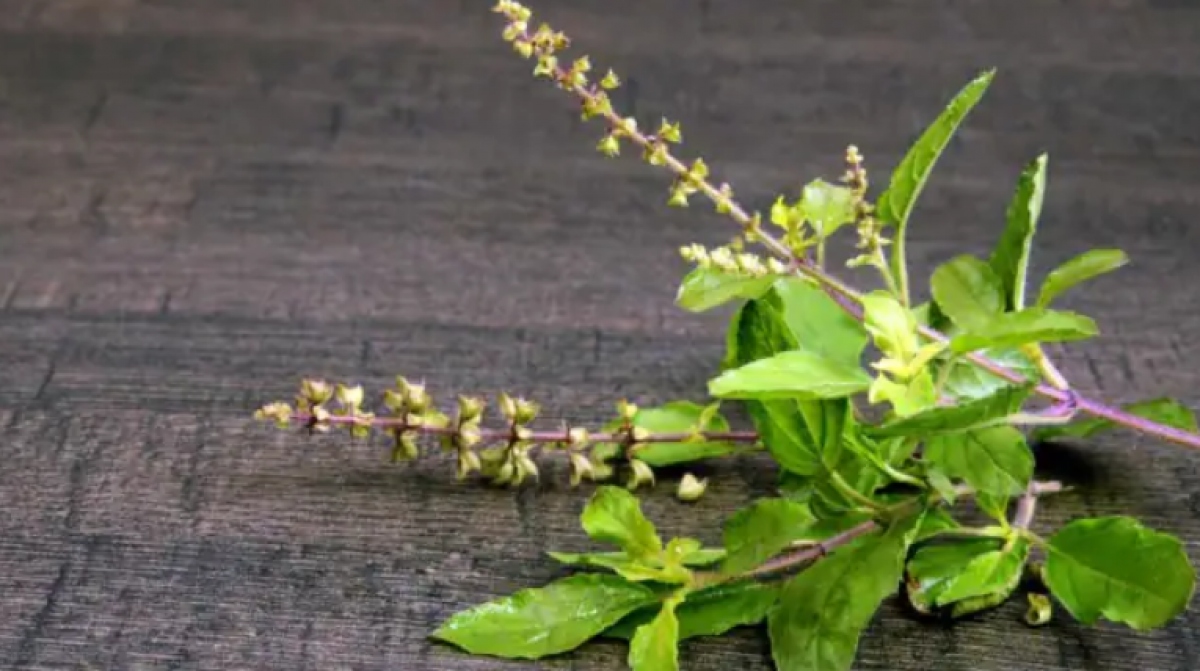 Uống nước hương nhu tía tăng cường khả năng miễn dịch.