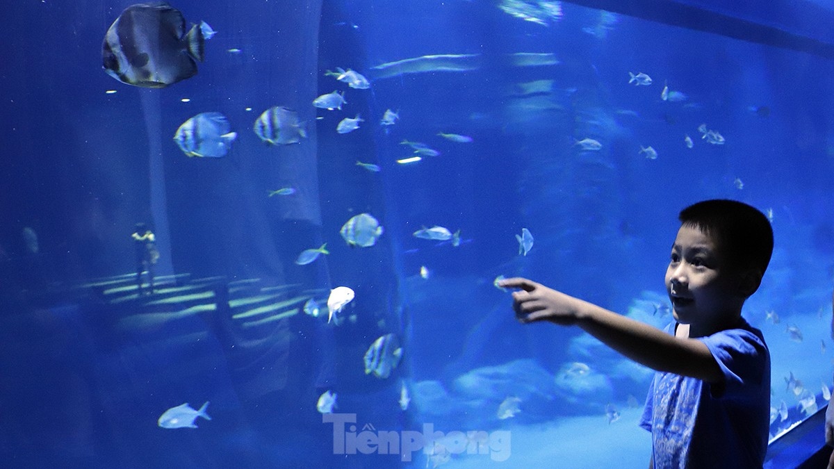 The Lotte World Hanoi Aquarium boasts the largest curved acrylic tank throughout all of Southeast Asia (18 x 5.8m) and the largest touch tank in the nation, with a capacity of 90 tonnes of water, thereby making it the largest indoor aquarium in the capital.