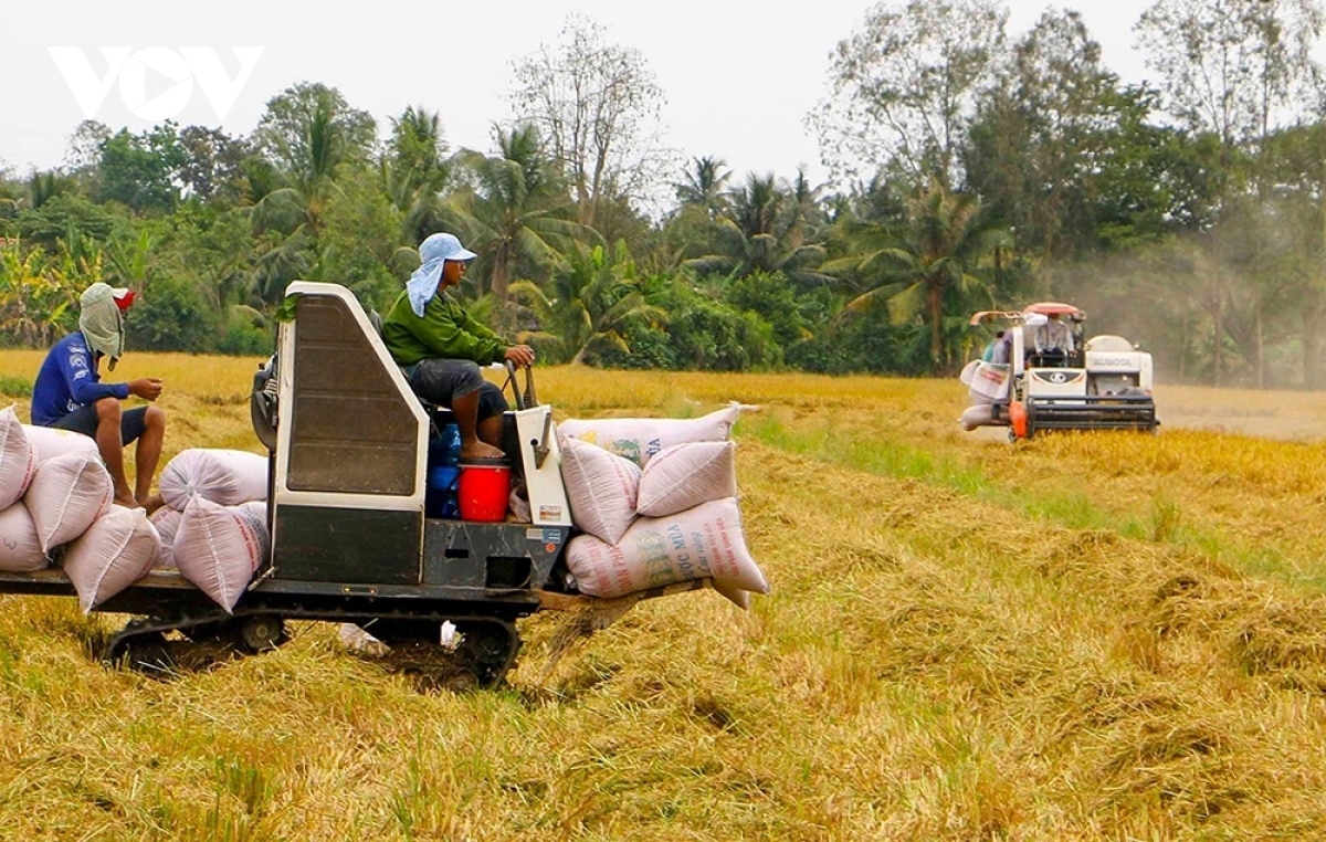 Giá gạo biến động tăng, có khi tăng theo ngày