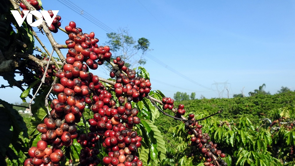 Giá cà phê trong nước tuần vừa qua có nhiều phiên giảm giá