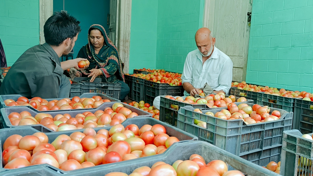 Nông dân tại quận Udhampur, vùng Lãnh thổ Liên bang Jammu và Kashmir, Ấn Độ phân loại cà chua (Ảnh: ANI)