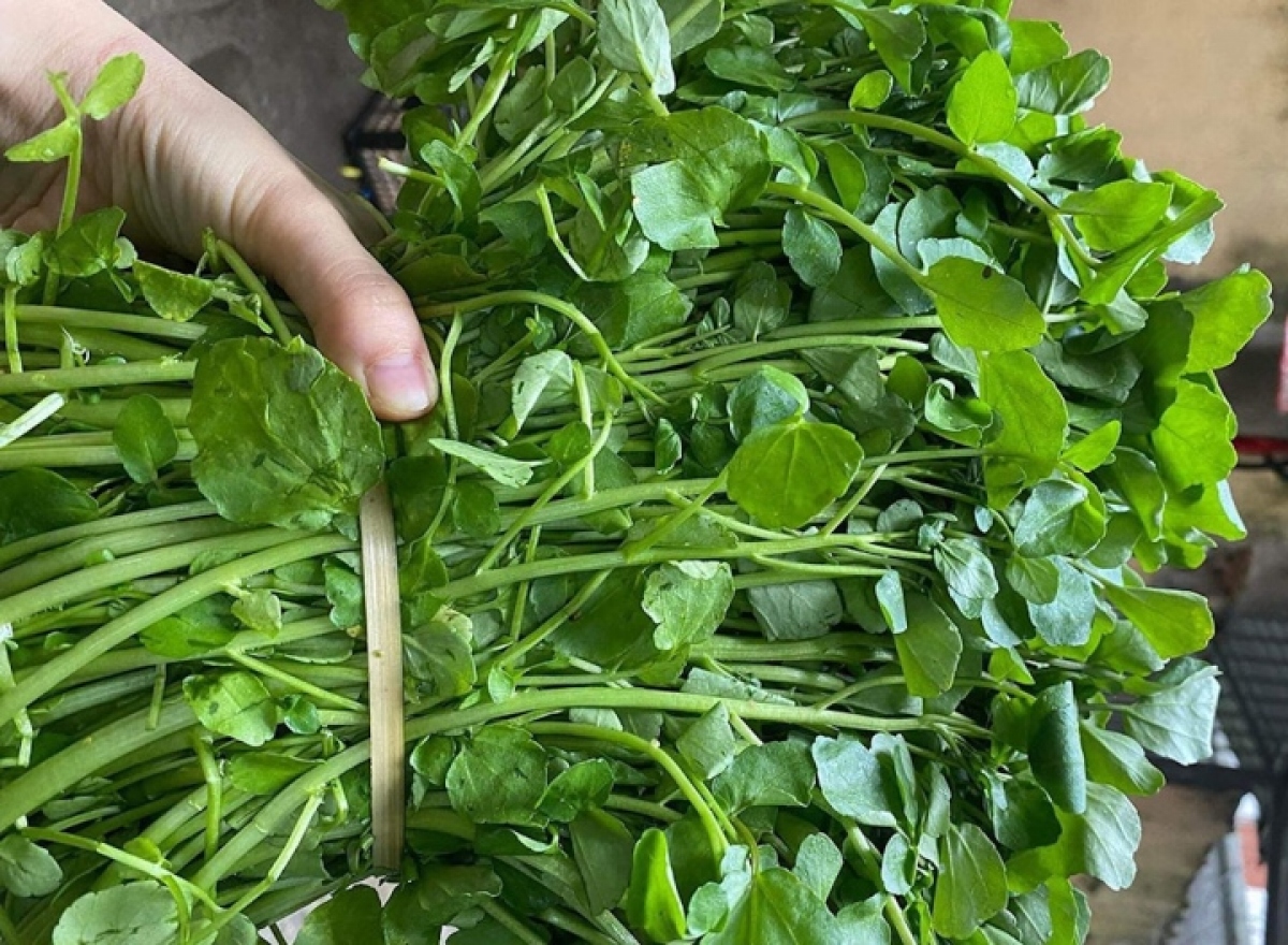CDC Mỹ công bố là loại rau tốt cho sức khỏe nhất thế giới. (Ảnh minh họa)