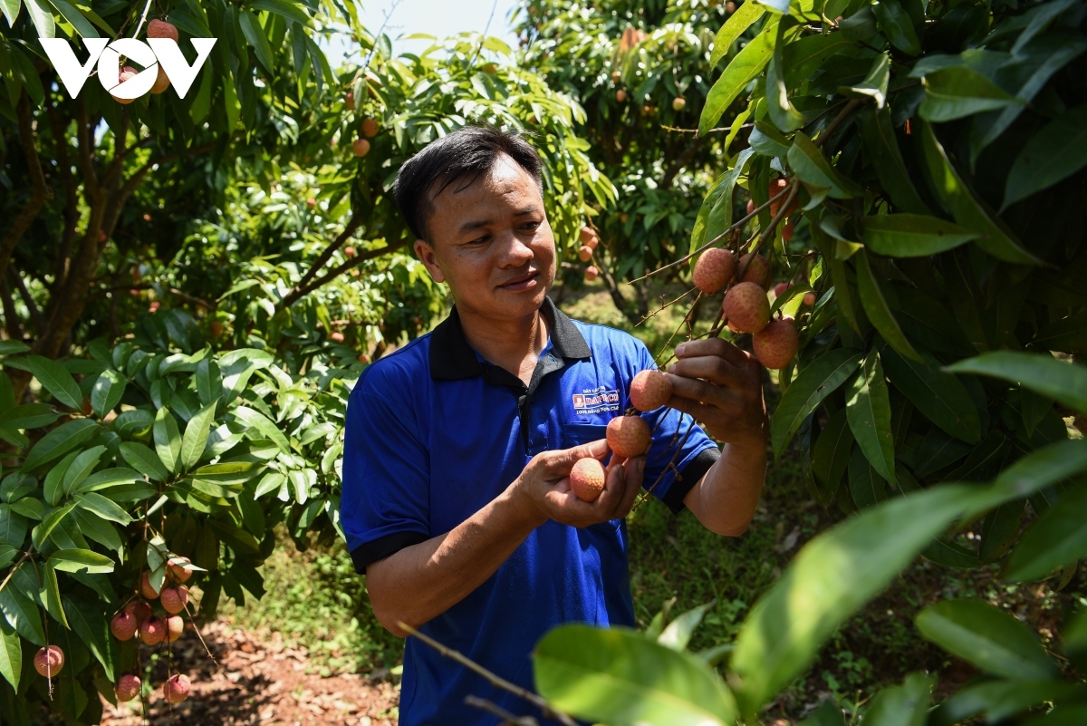 Bắc Giang cấp 43 mã số mới vùng trồng cho “thủ phủ” vài thiều