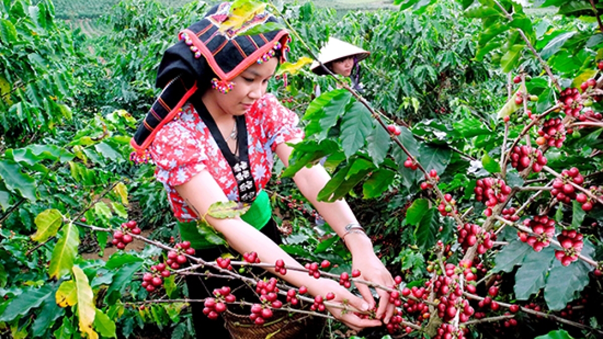 Áp thuế GTGT 5%, doanh nghiệp cà phê phải nộp gần 10.000 tỷ đồng