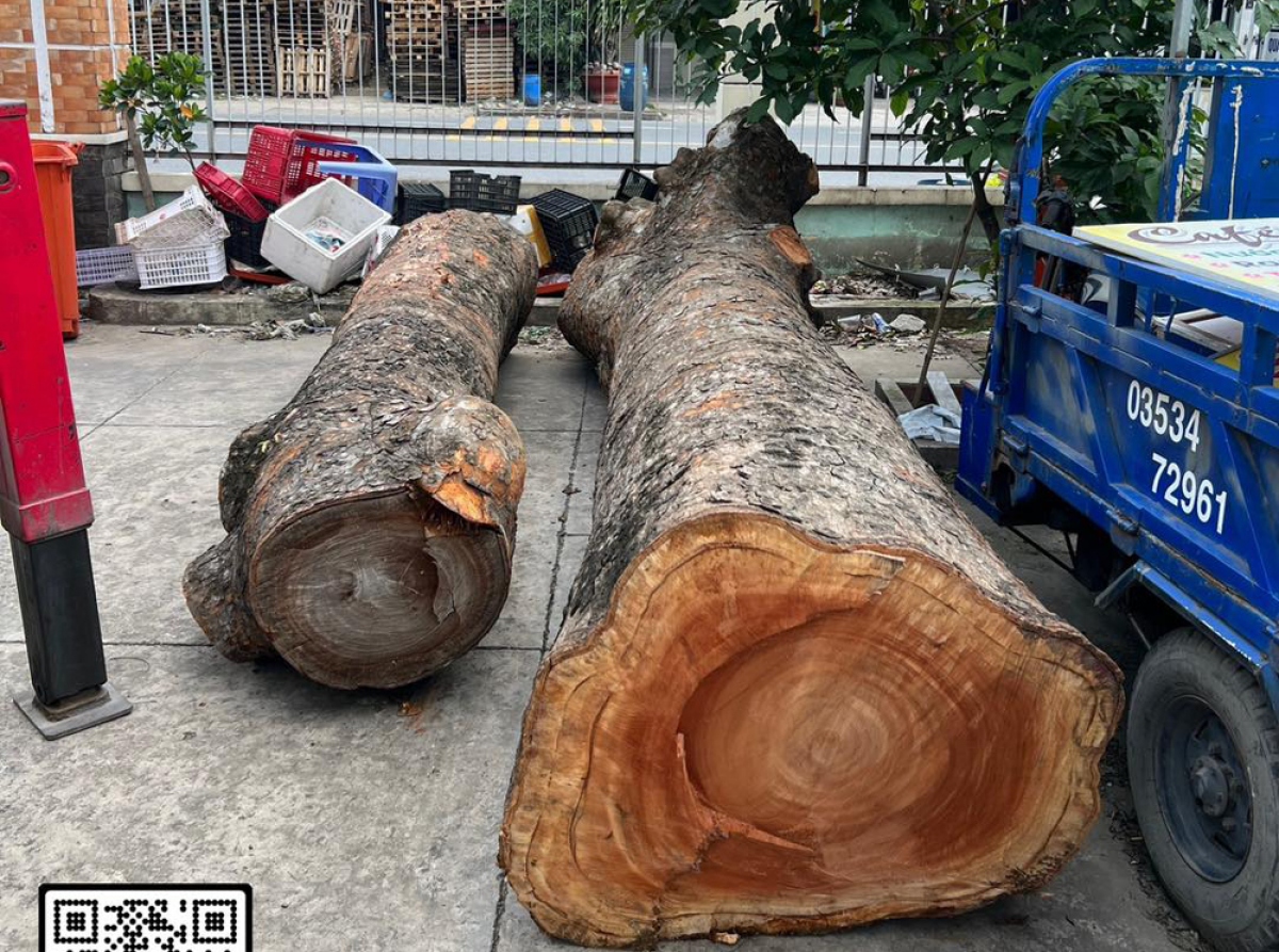 Hai cây xà cừ bị Tùng cưa trộm. (Ảnh: CA).