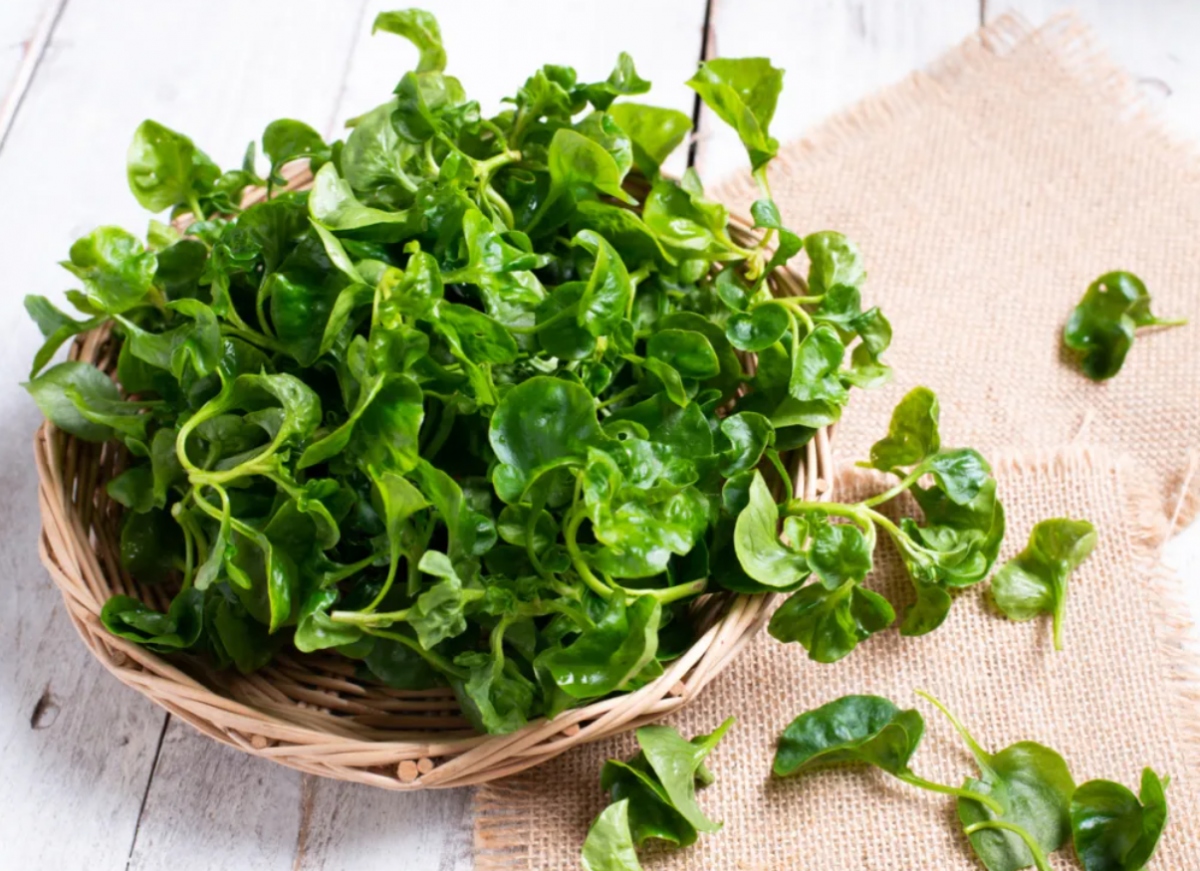 Tăng cường khả năng miễn dịch: Vitamin C có trong rau cải xoong có thể bảo vệ cơ thể chống lại vi khuẩn, vi rút và cải thiện hệ thống miễn dịch. Vitamin giải phóng các chất chống oxy hóa sẽ đẩy lùi các gốc tự do và tăng cường hệ thống miễn dịch.