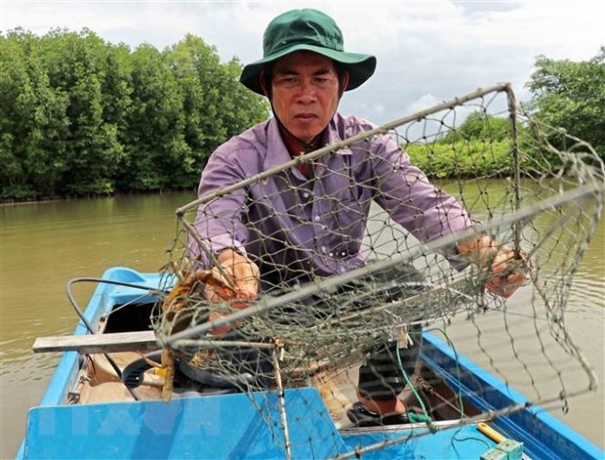 Cua Cà Mau được thực khách đánh giá là một trong những loại cua ngon và chất lượng nhất trên thị trường hiện nay