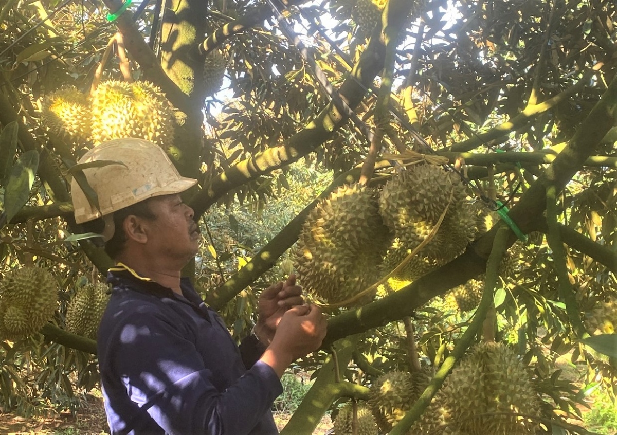 Đảng viên Y Dũng Hwing với vườn sầu riêng cho thu nhập 1 tỷ đồng năm 2023. 