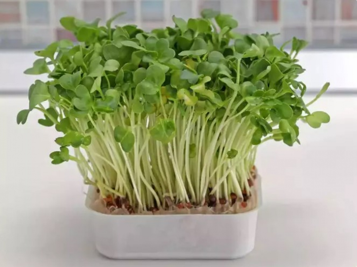 Những lợi ích sức khỏe đặc biệt do cải xoong mang lại không chỉ giới hạn ở sức khỏe thể chất; các nghiên cứu cũng đã chỉ ra tác động tích cực của nó đối với sức khỏe tinh thần. Giàu folate, một loại vitamin B được biết đến với vai trò trong chức năng não, cải xoong có thể góp phần cải thiện sức khỏe nhận thức, tăng cường trí nhớ và hỗ trợ kiểm soát căng thẳng. Thế nhưng, dù cải xoong rất thân thiện nhưng các chuyên gia cho rằng không nên sử dụng quá mức, vì có thể gây kích ứng bàng quang, thận và dạ dày.