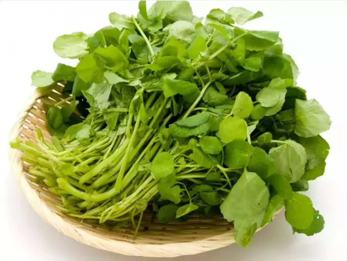 Tác dụng của rau cải xoong: Theo CDC, cải xoong là loại rau giàu chất dinh dưỡng nhất trong tất cả các loại rau. Bởi vì axit amin cấp cao được tìm thấy trong loại rau này, giúp tiêu hóa protein và sản xuất chất dẫn truyền thần kinh. Với rất ít calo trong mỗi khẩu phần, cải xoong cung cấp một lượng chất dinh dưỡng đáng kể để tăng cường sức khỏe tổng thể. Ngoài ra, cải xoong cũng là một chất chống oxy hóa. Những người ăn rau này 2 giờ trước khi tập thể dục thì không bị đau cơ. Nó cũng chứa một lượng lớn sắt, canxi, kali, magiê và vitamin K, giúp ngăn ngừa tổn thương tế bào não.