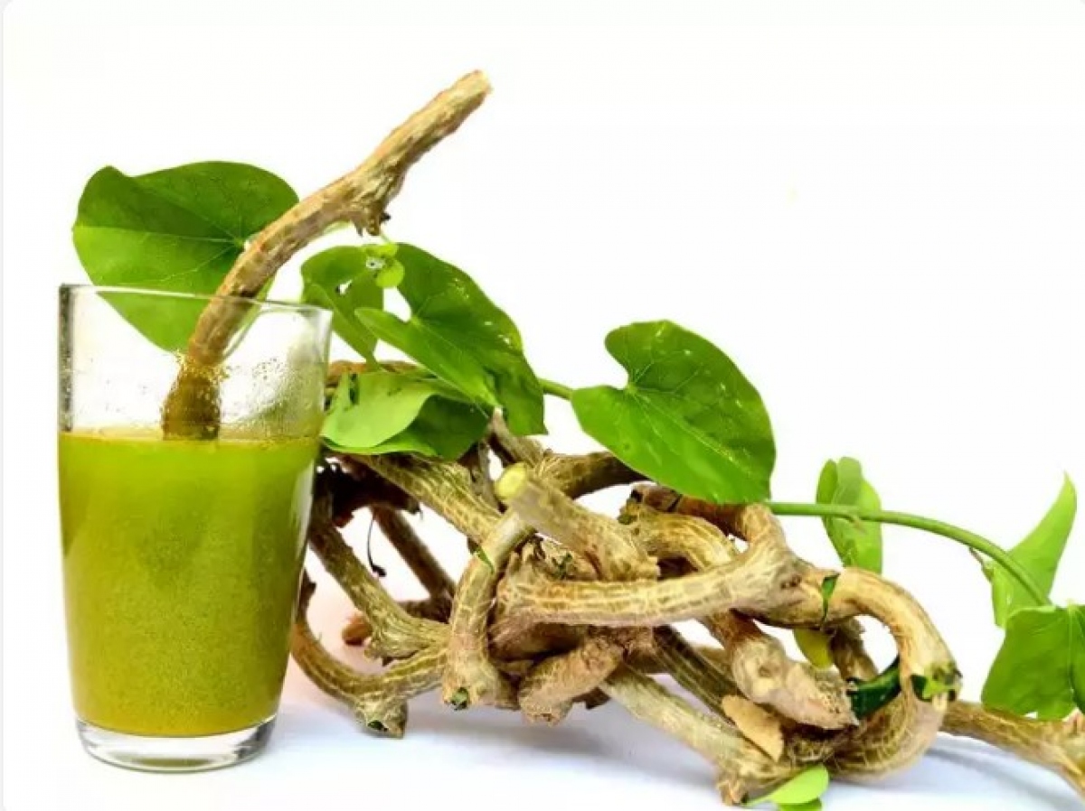 Nước ép giloy: Giloy là một loại thảo mộc ở Ấn Độ. Nước ép từ loại cây thân leo này giúp cải thiện quá trình trao đổi chất và xây dựng khả năng miễn dịch, giúp cơ thể bạn chống lại bệnh sốt xuất huyết. Để chế biến nước uống từ loại cây này, bạn chỉ cần lấy 2 nhánh nhỏ của cây giloy, thêm nước vào đun sôi. Uống nước này khi còn ấm sẽ giúp bệnh sốt xuất huyết sớm được đẩy lùi. Tuy nhiên các chuyên gia khuyến cáo rằng, tránh sử dụng nước từ cây này quá nhiều.