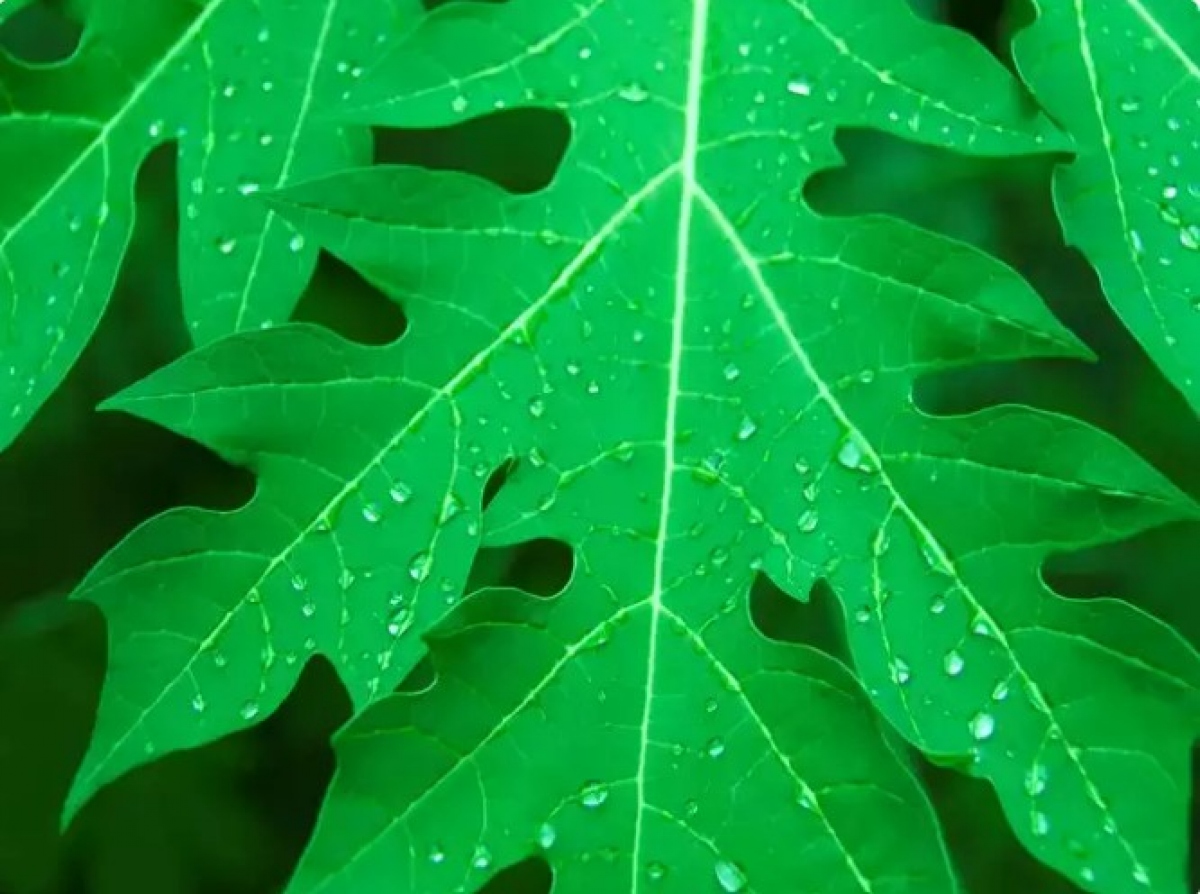 Nước lá đu đủ: Nước ép lá đu đủ là một phương thuốc phổ biến để tăng số lượng tiểu cầu bị giảm ở bệnh nhân sốt xuất huyết. Nó cũng giúp tăng cường khả năng miễn dịch của bạn. Việc bạn cần làm là lấy một ít lá đu đủ và giã nát để lấy nước cốt. Uống một lượng nhỏ nước ép lá đu đủ hai lần một ngày.
