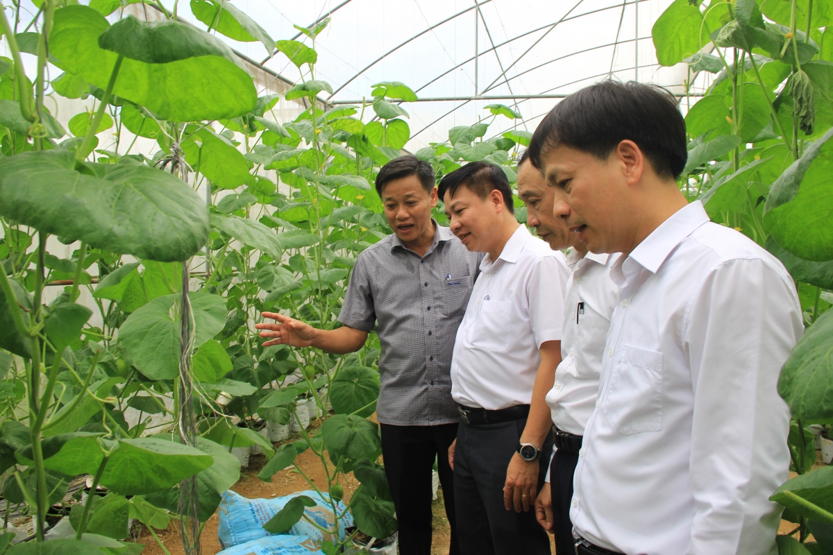 Khảo sát mô hình về trồng dưa lưới tại xã Xuân Hoà, huyện Thọ Xuân. Ảnh: N.L.