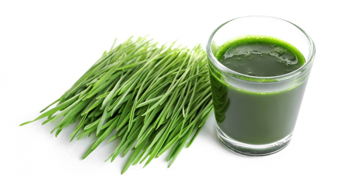 Các chất dinh dưỡng trong cỏ lùa mì: Cỏ lúa mì chứa nhiều vitamin, khoáng chất, enzym, axit amin và chất diệp lục thiết yếu. Nó còn là nguồn cung cấp vitamin A, C và E – đây là những chất chống oxy hóa mạnh giúp chống lại các gốc tự do và hỗ trợ chức năng miễn dịch. Ngoài ra, cỏ lúa mì chứa các khoáng chất thiết yếu như sắt, canxi, magiê và kali, thúc đẩy xương chắc khỏe và bảo vệ sức khỏe tổng thể.