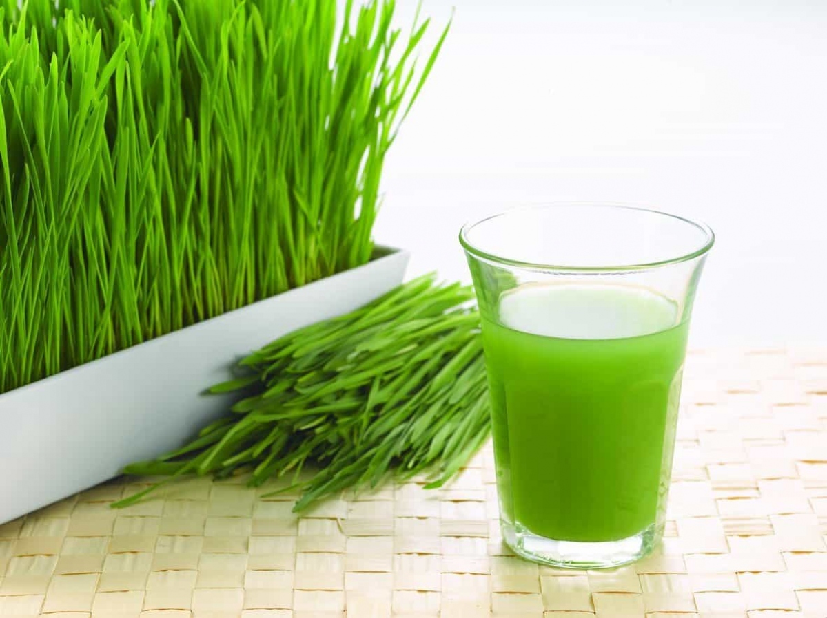 Tăng cường năng lượng: Cỏ lúa mì cũng được biết đến với khả năng tăng cường năng lượng và sức sống. Hàm lượng vitamin B tổng hợp cao, chẳng hạn như B6, B12 và axit folic, hỗ trợ quá trình sản xuất năng lượng của cơ thể và hình thành tế bào hồng cầu.