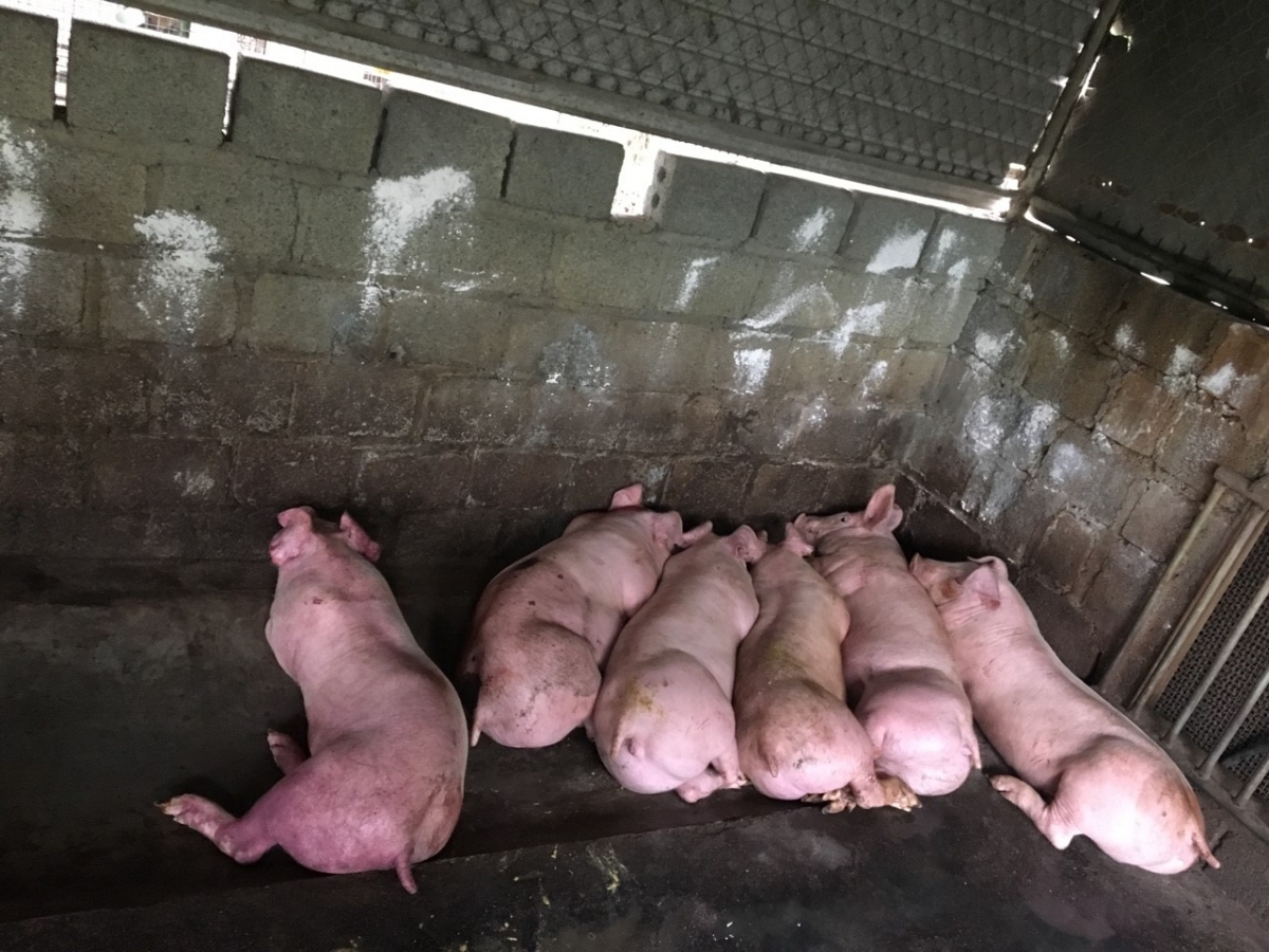 Bác sĩ chẩn đoán bệnh nhân bị sốc nhiễm khuẩn, suy đa tạng, theo dõi liên cầu lợn