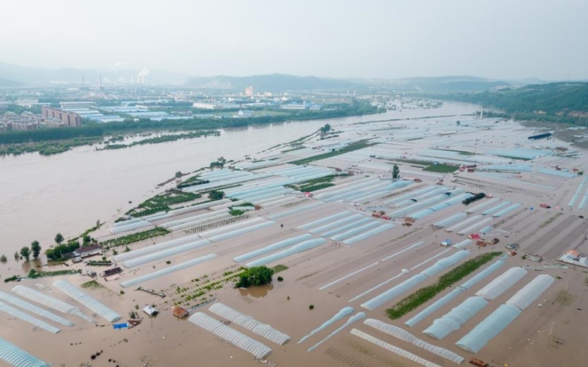 Nhà cửa và nhà kính bị ngập trong nước lũ ở thành phố Mẫu Đơn Giang, tỉnh Hắc Long Giang ngày 4/8. Ảnh: Tân Hoa xã.