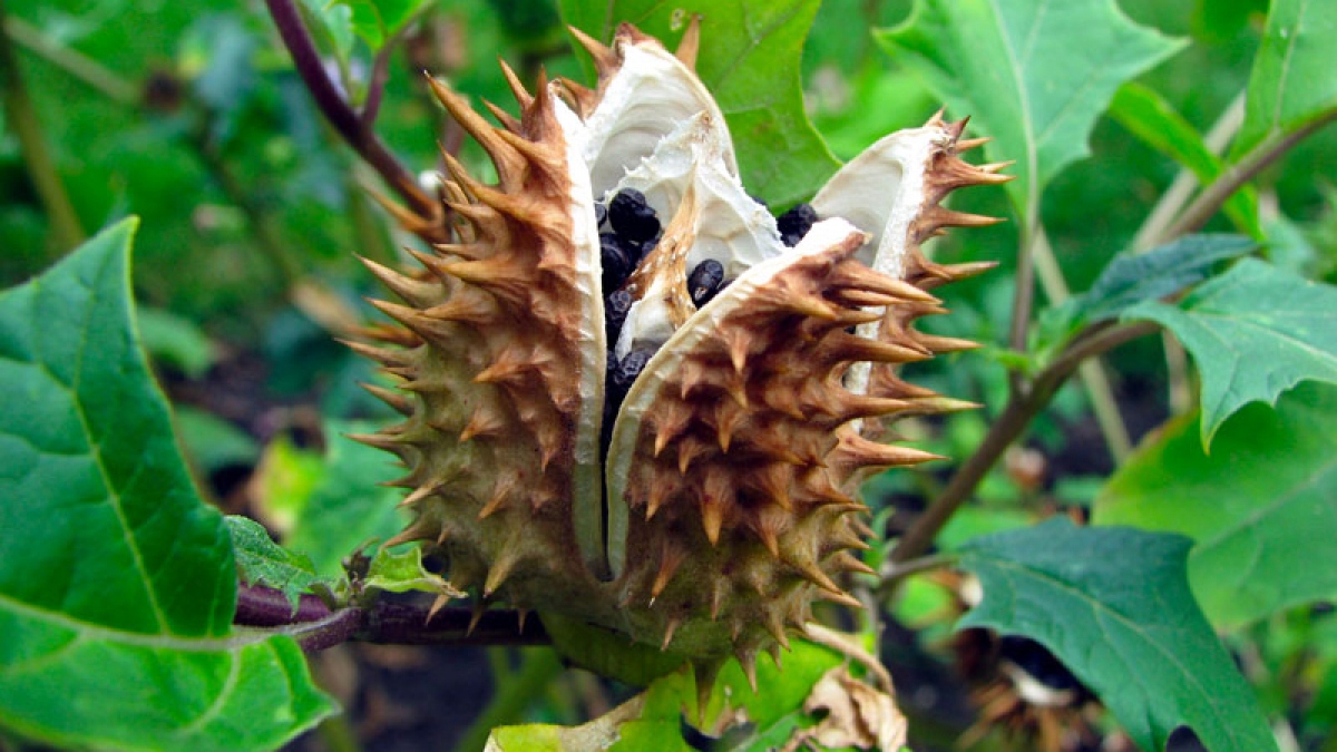 Cây cà độc dược