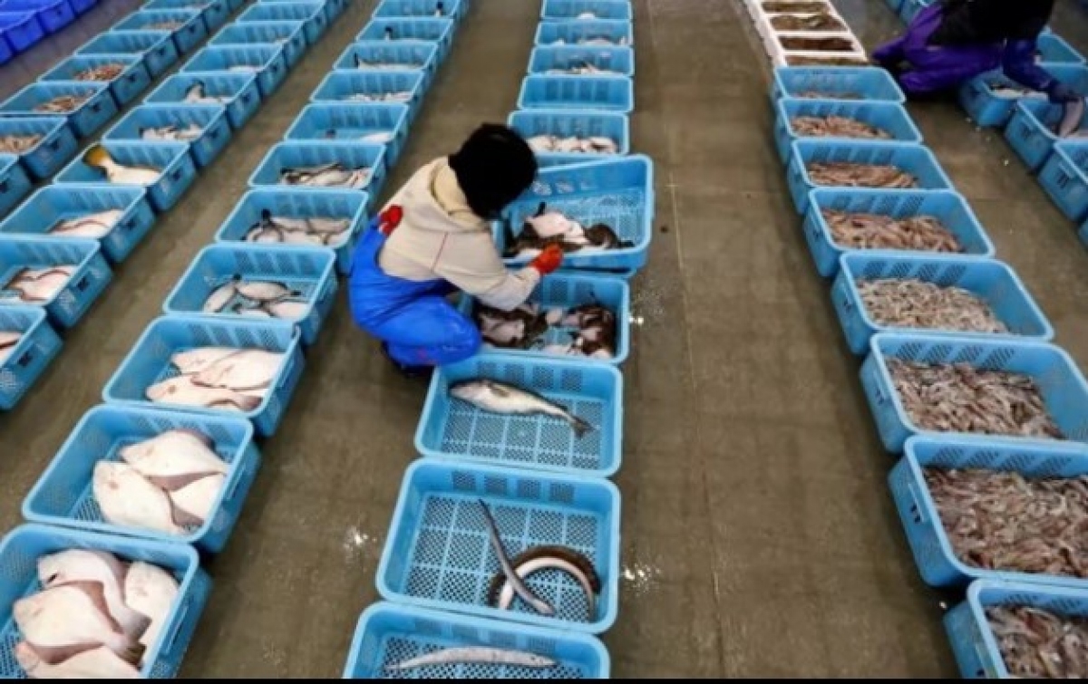 Công nhân phân loại cá sau hoạt động đánh bắt ở tỉnh Fukushima, Nhật Bản. Ảnh: Reuters