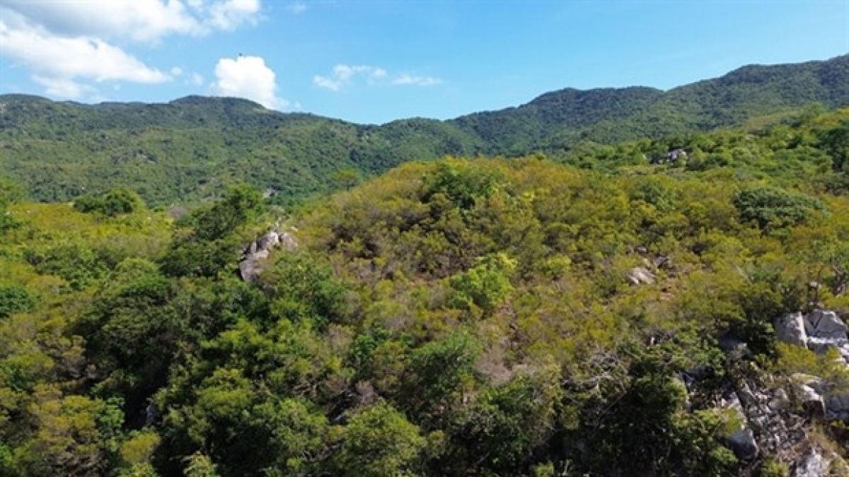 Nui Chua National Park consists of three natural areas of forest, sea and semi-desert, including many rich and diverse ecosystems.
