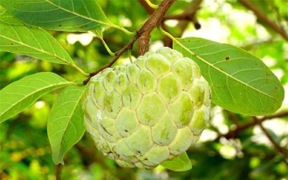 Quả na có nhiều dinh dưỡng tốt cho sức khỏe...