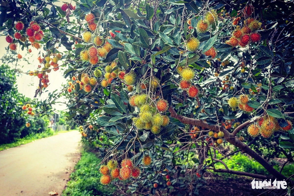 Visitors can spend time at local fruit gardens with a variety of tropical specialties, such as durian, mangosteen, guava, jackfruit, longan, and rambutan. (Photo: Tuoitre.vn)
