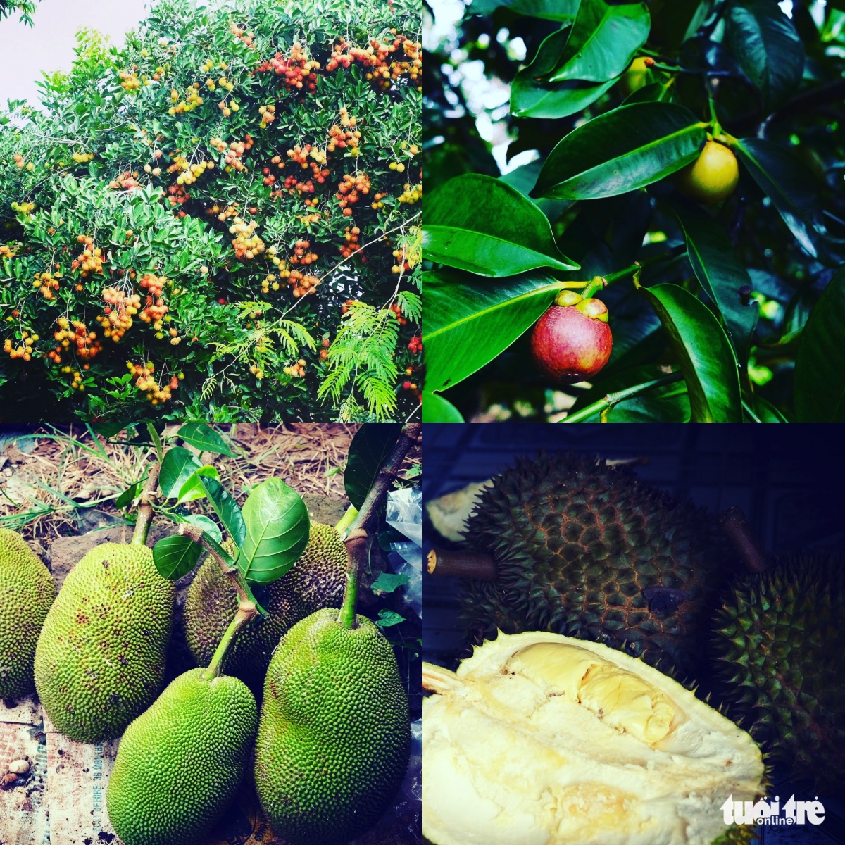 Long Khanh City is dubbed the ‘fruit capital’ of southern Dong Nai province. Tourists can easily travel there by motorbike as it is only 80 kilometres from Ho Chi Minh City. (Photo: Tuoitre.vn)