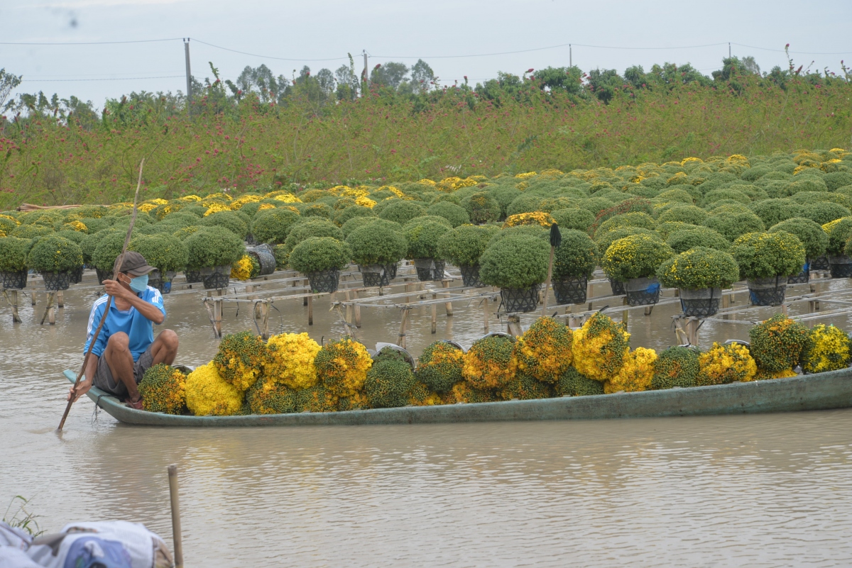 Trồng hoa trên giàn ở Sa Đéc.