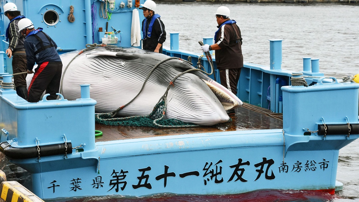 Nạn săn bắt cá voi tràn lan đang đẩy loài này tới tuyệt chủng. Ảnh: AFP