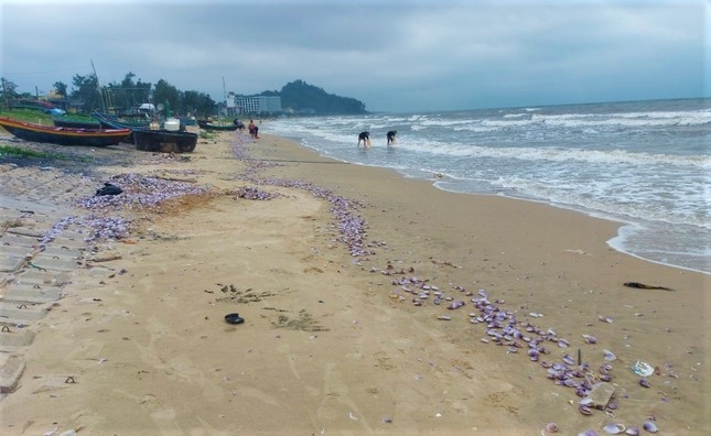 Nhiều ngày qua, tại bờ biển xã Cẩm Nhượng (huyện Cẩm Xuyên) và biển Thạch Bằng, Thịnh Lộc (huyện Lộc Hà, Hà Tĩnh) sóng lớn khiến hàng tấn sò tím bị đánh dạt vào bờ
