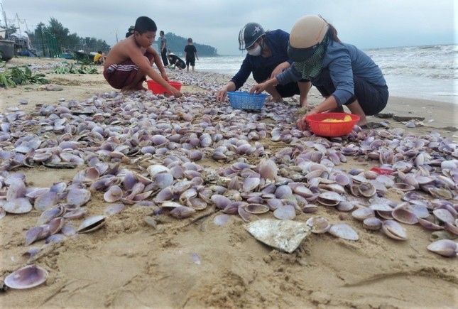 Ông Nguyễn Văn Hùng, Chủ tịch UBND xã Cẩm Nhượng cho biết: "Khi biển động hoặc sau bão, sò lông bị sóng đánh dạt vào bờ biển rất nhiều, hiện tượng sò tím trôi dạt vào bờ như hiện nay là lần đầu tiên. Xã chưa rõ nguyên nhân vì sao sò tím dạt vào nhiều như vậy”