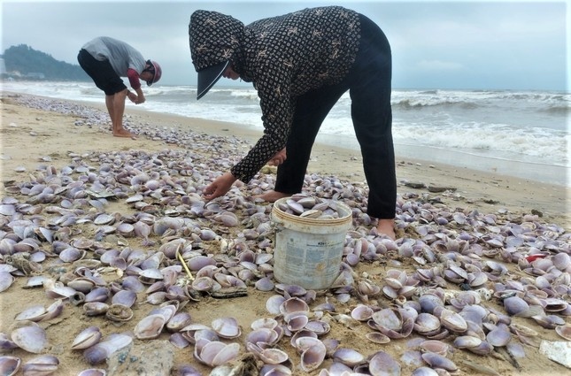 Phụ nữ, trẻ em ngồi trên bờ biển phân loại sò khi khai thác được