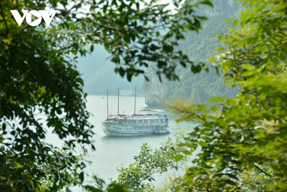 Visitors can also easily enjoy the view of seasonal flowers blooming on cliffs, whilst witnessing endemic plants which cannot be seen elsewhere, such as Ha Long cycads and Ha palm trees.