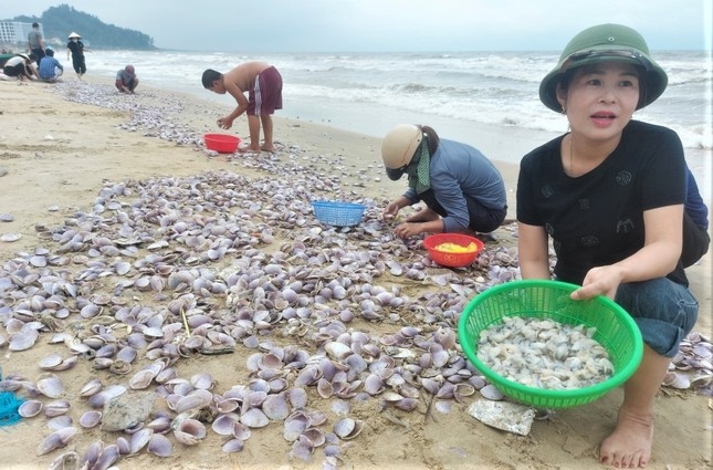 Theo người dân địa phương sò tím sống cách bờ biển khoảng 10 hải lý, thường xuất hiện vào dịp đầu và giữa năm. Nhiều ngày qua, do biển động, thủy triều đổi dòng cuốn sò dạt vào