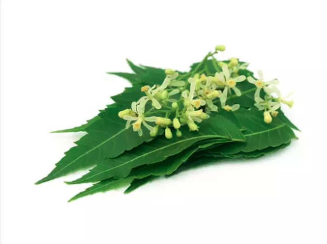 Làm thế nào để ăn lá neem? Lá cây neem sau khi hái về, rửa sạch, sau đó đem phơi ở nơi bóng râm. Sau đó tán thành bột mịn dùng làm mỹ phẩm dưỡng da. Quả chín từ cây neem phơi nắng để khô, dùng làm thuốc