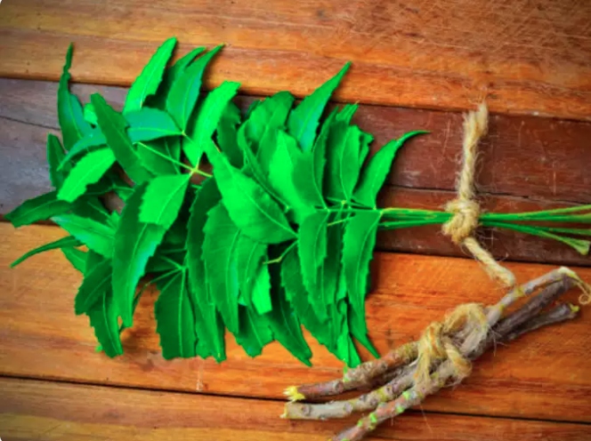 Ngoài ra, bạn cũng dùng khoảng 6-10 lá neem hãm với nước để uống. Ở một số nơi, người ta dùng lá neem làm thành món gỏi cuốn, rất ngon.
