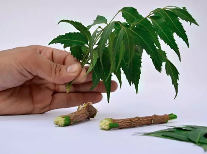 Một số lời khuyên sức khỏe cần lưu ý: Không sử dụng quá nhiều lá neem cùng một lúc. Nếu bạn mắc một bệnh mãn tính, nên được sự tư vấn từ bác sỹ. Thực phẩm có thể dùng cùng với thuốc, nhưng không thể thay thế thuốc chữa bệnh.