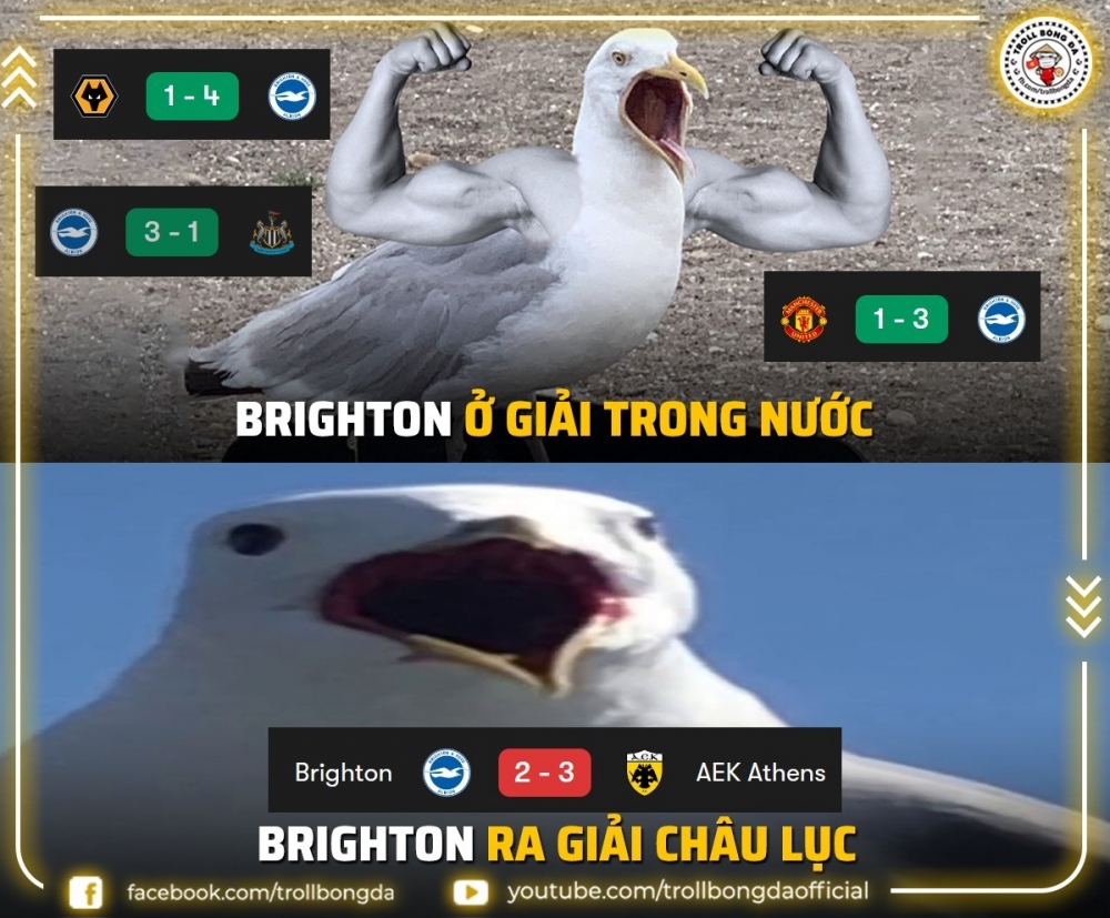 Brighton còn non kinh nghiệm khi đá Cúp châu Âu. (Ảnh: Troll Bóng đá). 