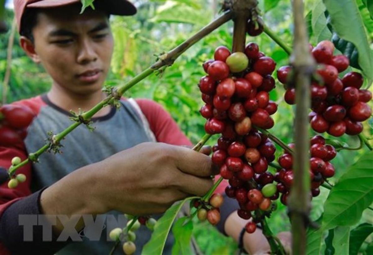 Nông dân thu hoạch hạt cà phê tại Tanggamus, tỉnh Lampung, Indonesia. (Ảnh: AFP/ TTXVN)