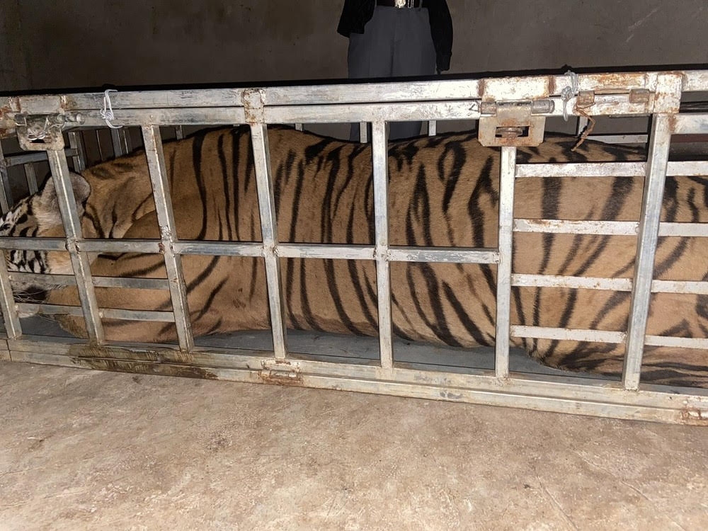Cá thể hổ nặng 235kg là tang vật được công an thu giữ. (Ảnh: CACC)