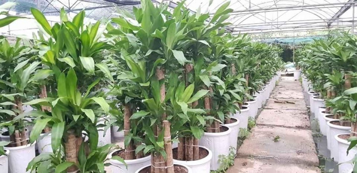 Thiết Mộc Lan là 1 trong 7 loại cây nên trồng trong nhà vì tốt cho sức khoẻ