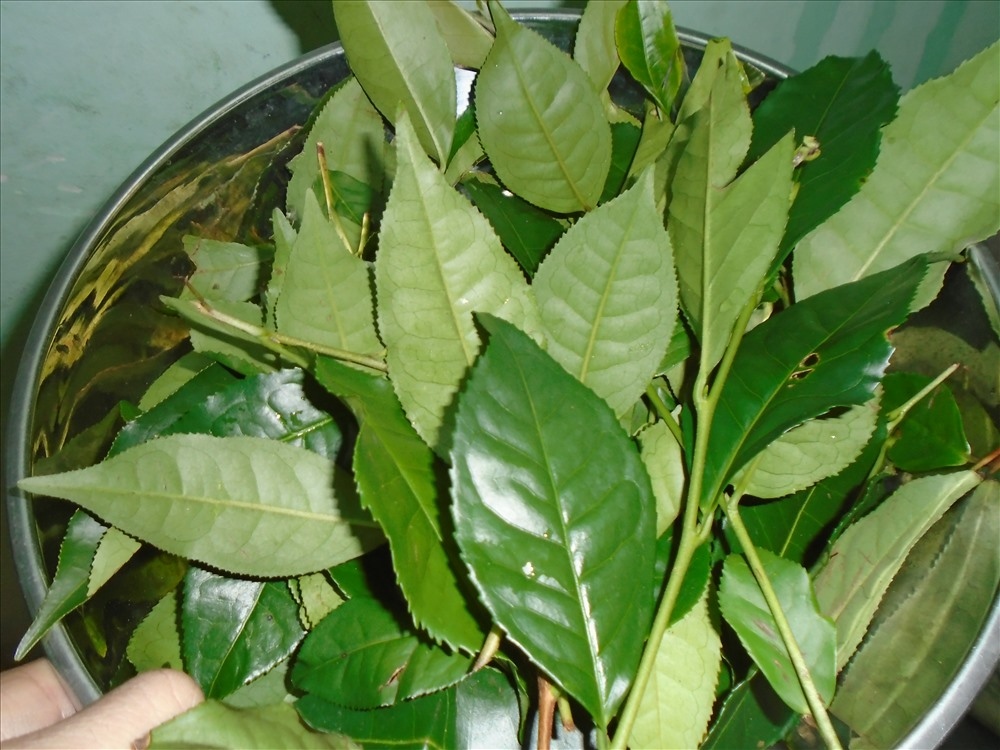 Trà xanh không chỉ là một loại thức uống mà còn có công dụng điều trị bệnh