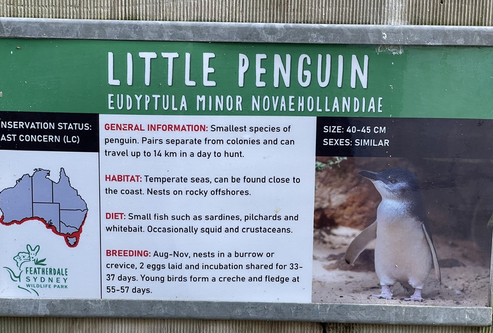 Bảng thông tin về chim cánh cụt nhỏ Vườn thú Featherdale Wildlife Park, Sydney. Trong tự nhiên, chúng sống và làm tổ ở những hang đá ven biển.