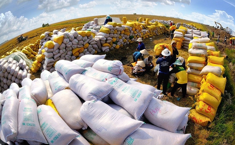 Kim ngạch xuất khẩu gạo ước đạt 582 triệu USD, tăng 60,6% (Ảnh minh họa: KT)