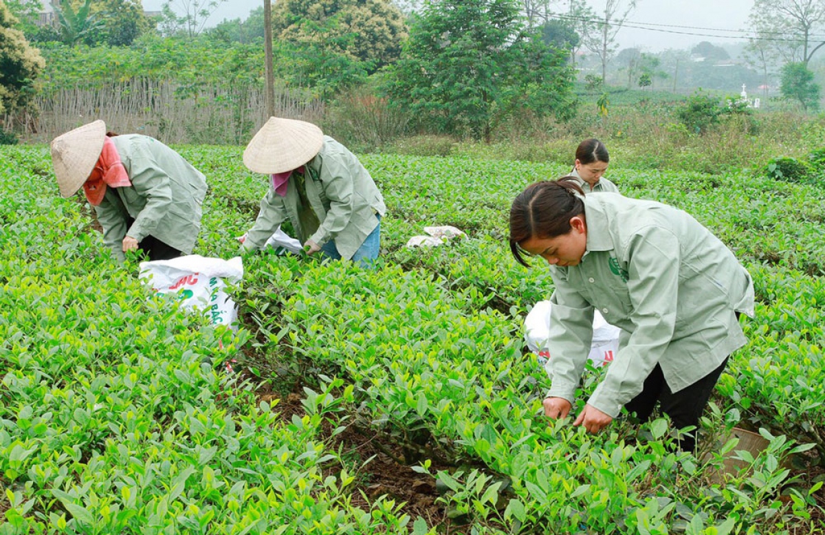 Nô hình kinh tế hợp tác xã ở tỉnh Thái Nguyên đóng vai trò quan trọng trong tổ chức sản xuất gắn với liên kết chuỗi giá trị, giúp nâng cao thu nhập của người dân.