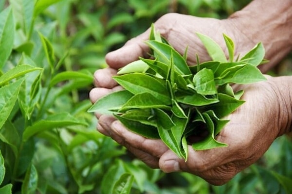 Các bài thuốc trị bệnh từ trà xanh
