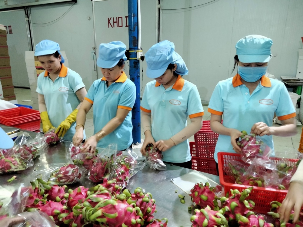 Công nhân làm việc tại một nhà máy chế biến hoa quả ở huyện Châu Thành, tỉnh Long An