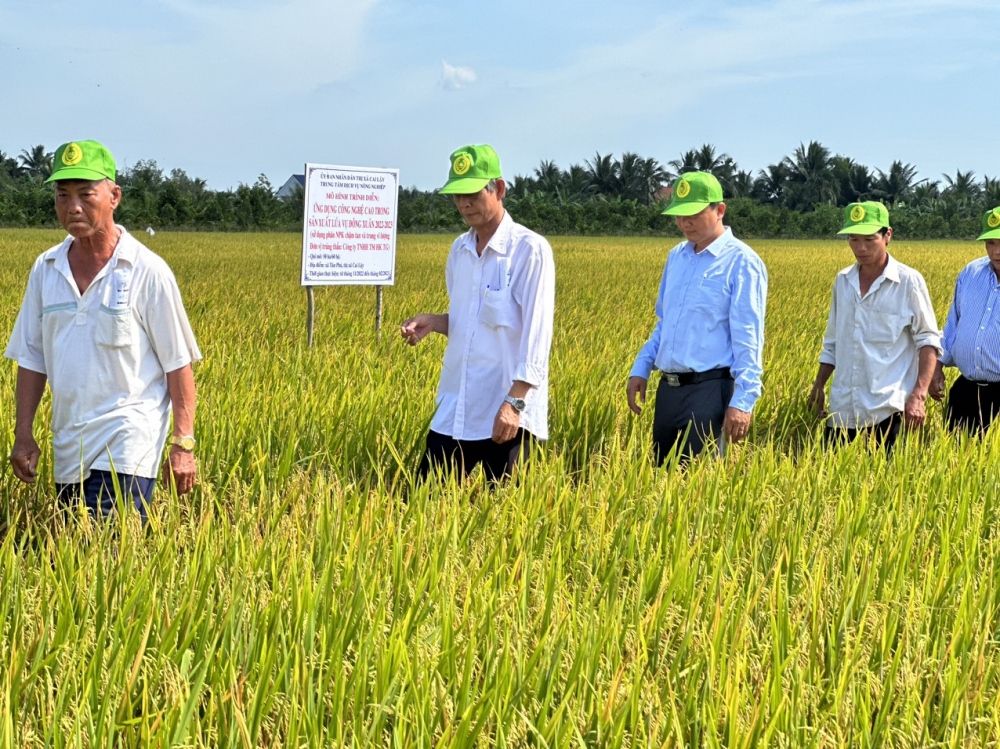 Lúa Hè thu ở tỉnh Tiền Giang được mùa, trúng giá 