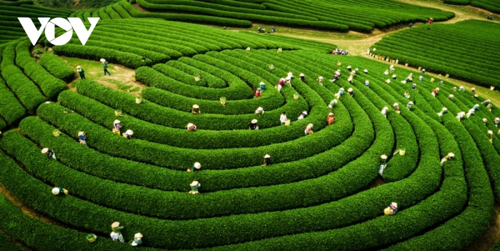 Attractive green tea hills in Moc Chau 