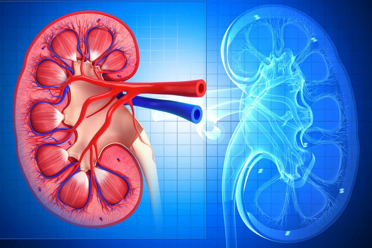 Gây bệnh gan nhiễm mỡ: Việc tiêu thụ quá nhiều đường tinh luyện có trong soda có thể khiến gan tích tụ thêm chất béo có hại, có thể dẫn đến bệnh gan nhiễm mỡ. Theo thống kê của Tổ chức Gan Hoa Kỳ, hàng năm có khoảng 100 triệu người Mỹ mắc bệnh gan nhiễm mỡ. Bạn nên tránh uống quá nhiều soda để ngăn ngừa tình trạng gan nhiễm mỡ.